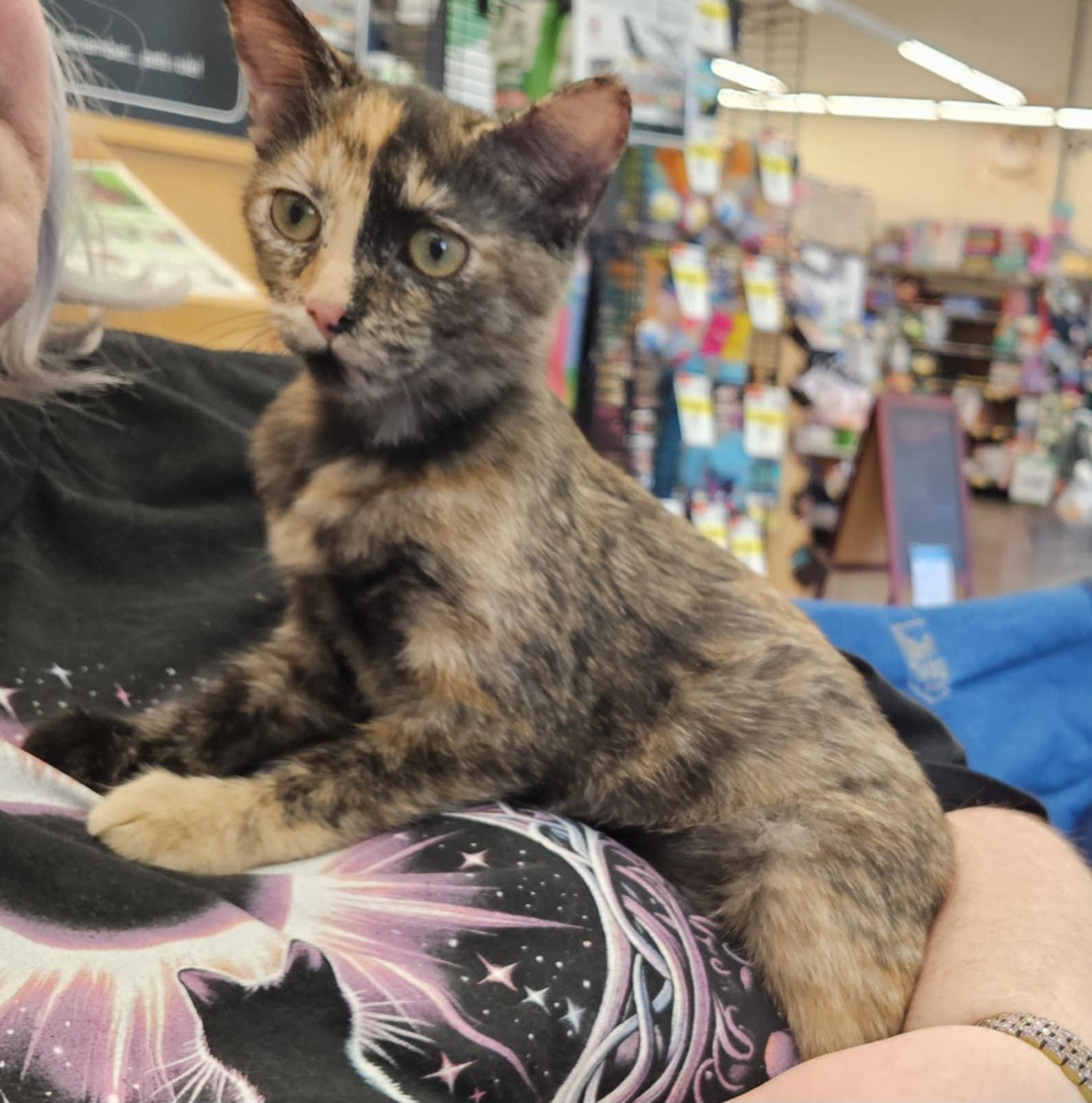 Enlarge Miley, an adoptable Tortoiseshell in Fairborn, OH image 4/6