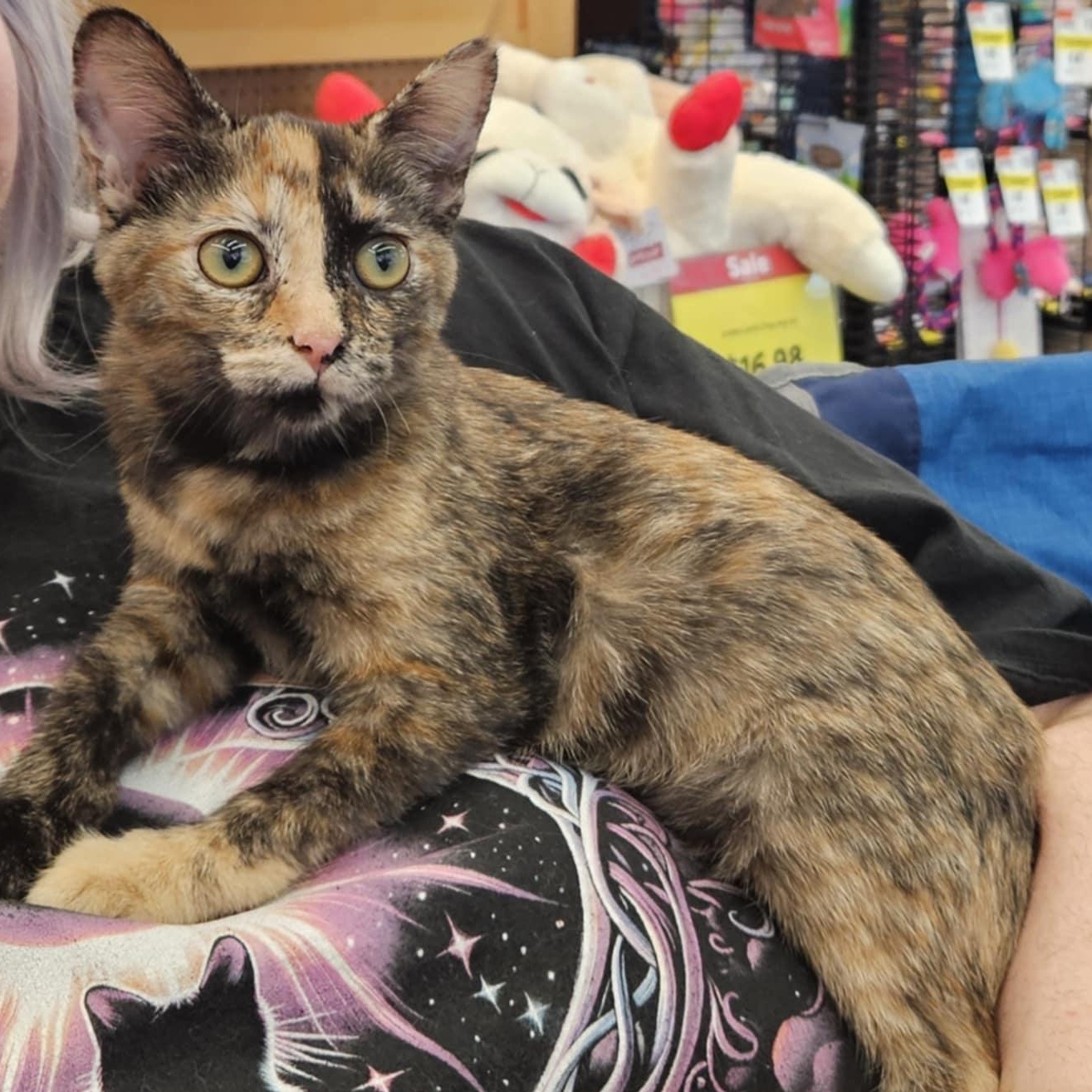 Enlarge Miley, an adoptable Tortoiseshell in Fairborn, OH image 6/6