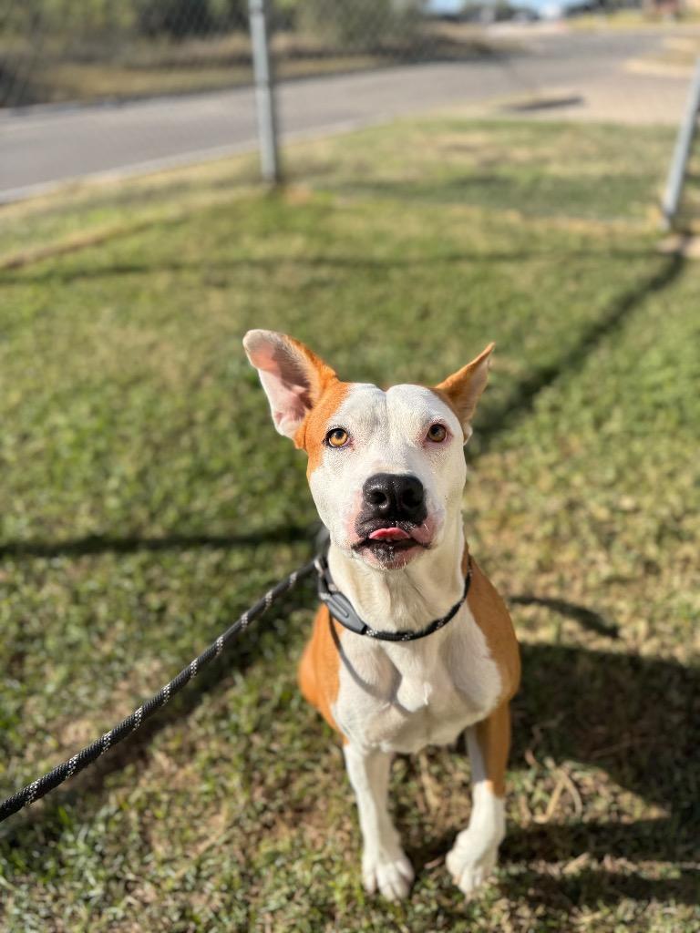 Enlarge Kane*, a Adopted Pit Bull Terrier in Belton, TX image 2/3