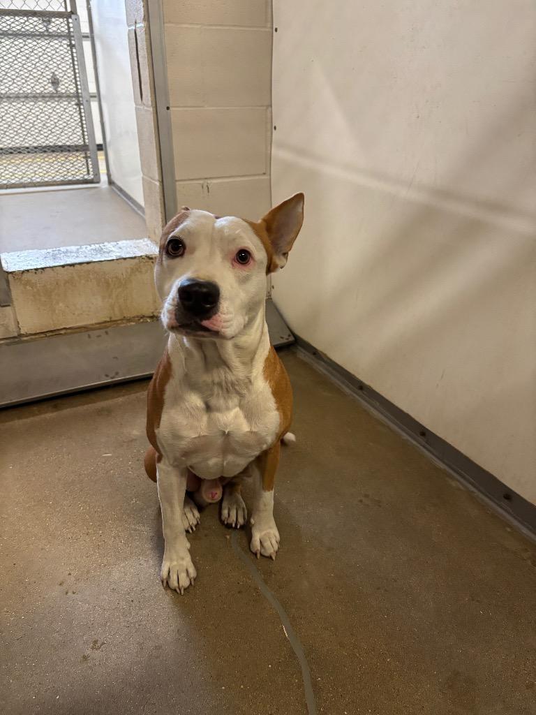 Enlarge Kane*, a Adopted Pit Bull Terrier in Belton, TX image 3/3