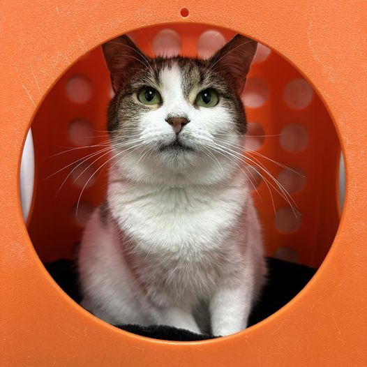 Phoebe, Adoptable, Adult Female Domestic Short Hair.