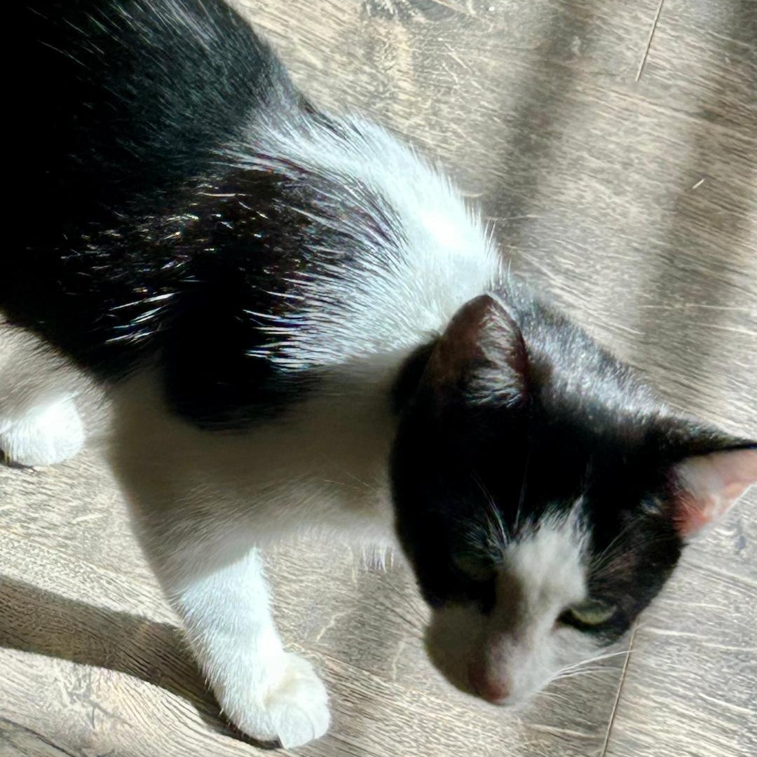 Enlarge Charmaine, a Adoptable Domestic Short Hair in Gastonia, NC image 2/2