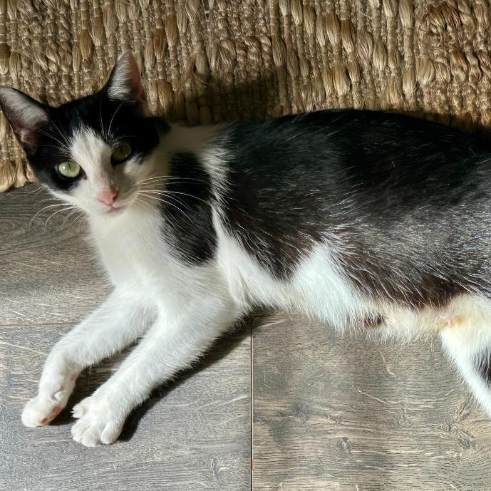 Charmaine, Adoptable, Young Female Domestic Short Hair.
