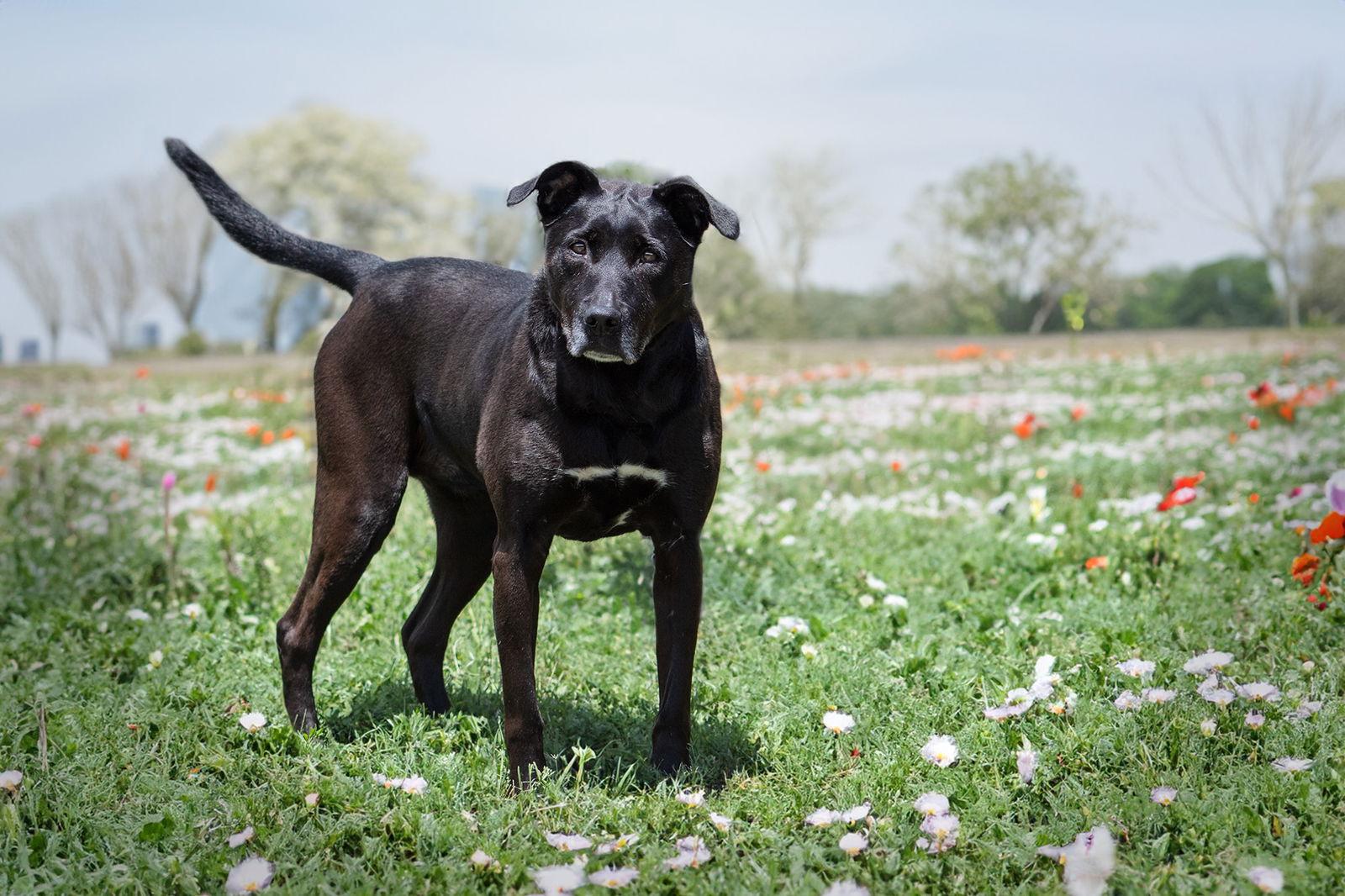 Enlarge Lady, a Adoptable Labrador Retriever in Boston, KY image 3/6