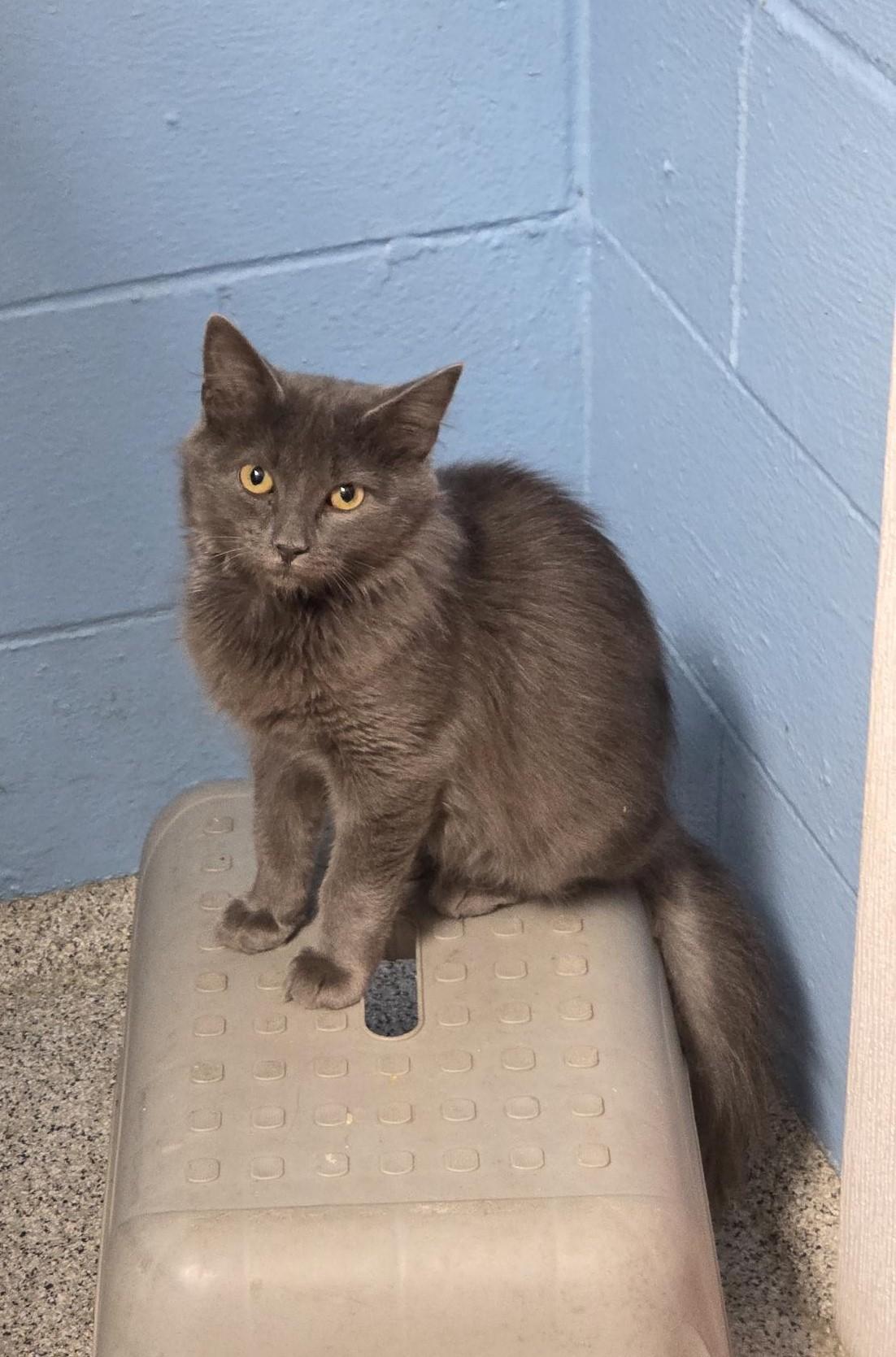 Enlarge Charlie, a ADOPTABLE Domestic Medium Hair in Carthage, NC image 1/3