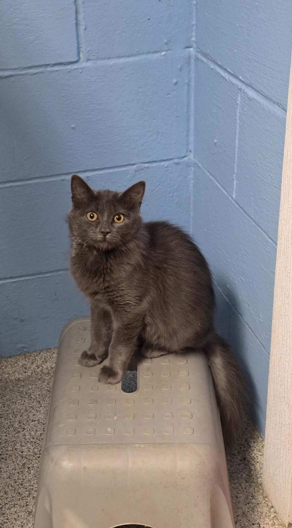 Enlarge Charlie, a ADOPTABLE Domestic Medium Hair in Carthage, NC image 2/3