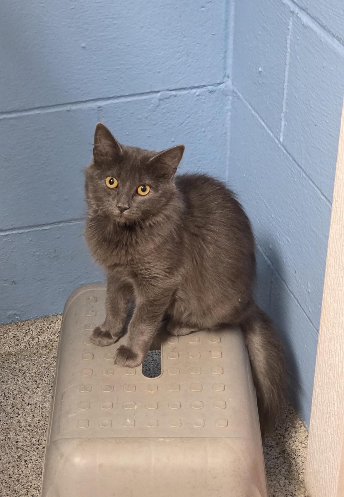 Charlie, ADOPTABLE, Young Male Domestic Medium Hair.