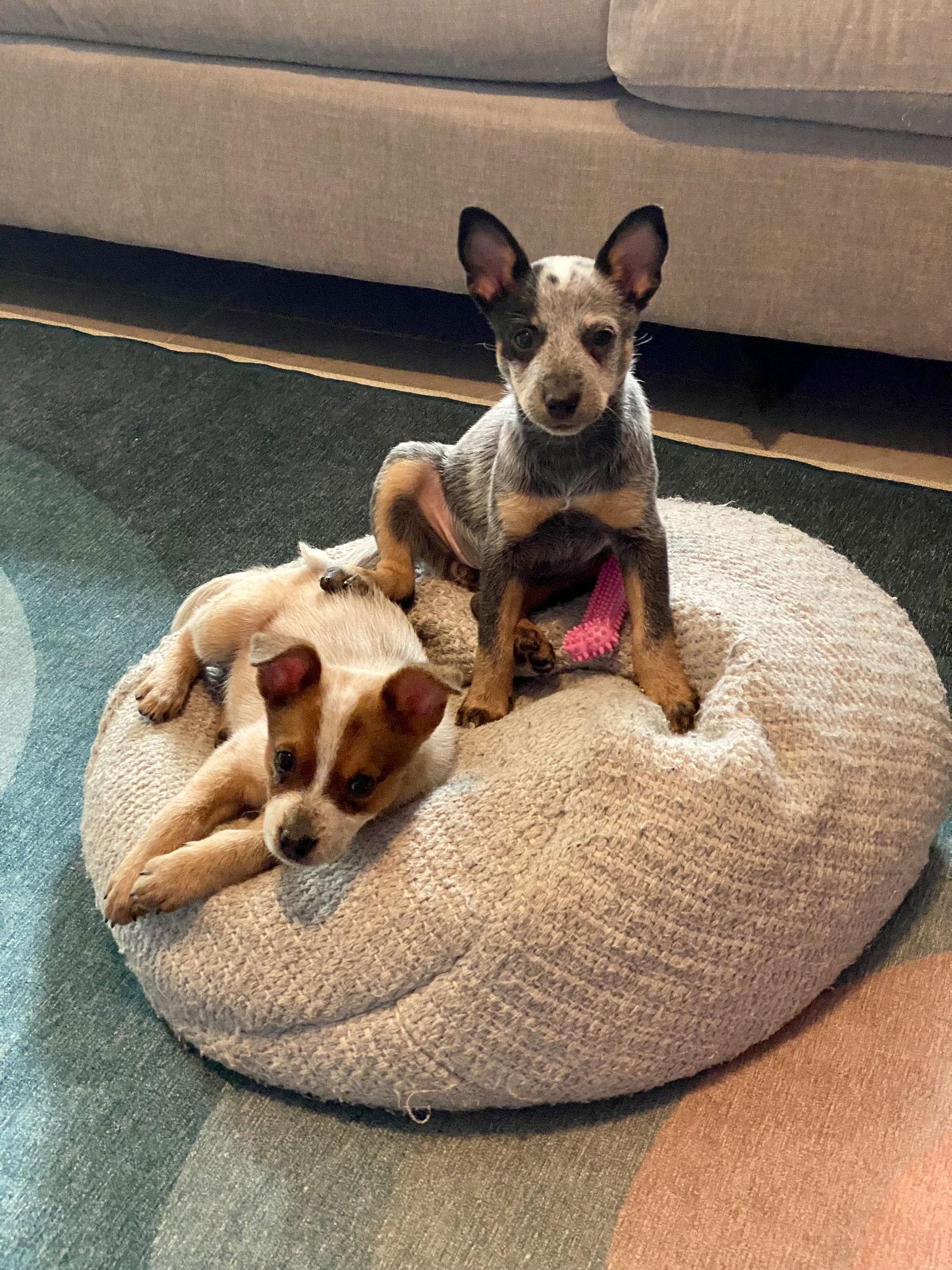 Lainey, Adopted, Puppy Female Australian Cattle Dog / Blue Heeler.