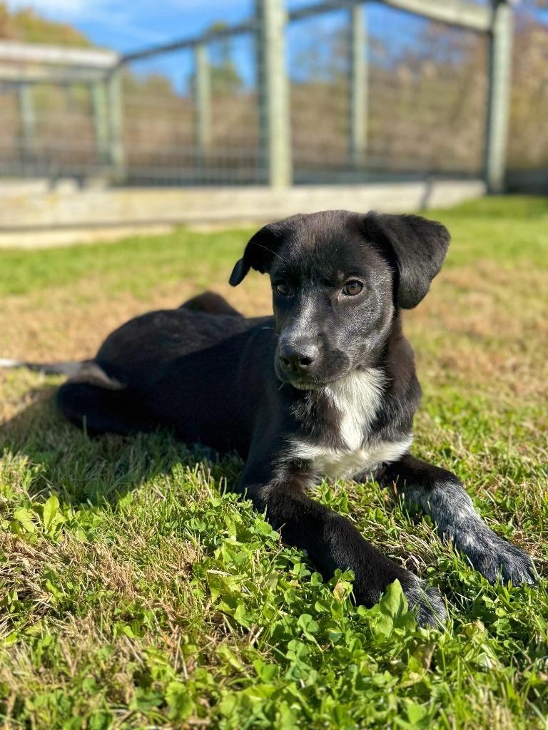 Enlarge Roxy, a Adoptable mixed breed in Hudson, NY image 1/1