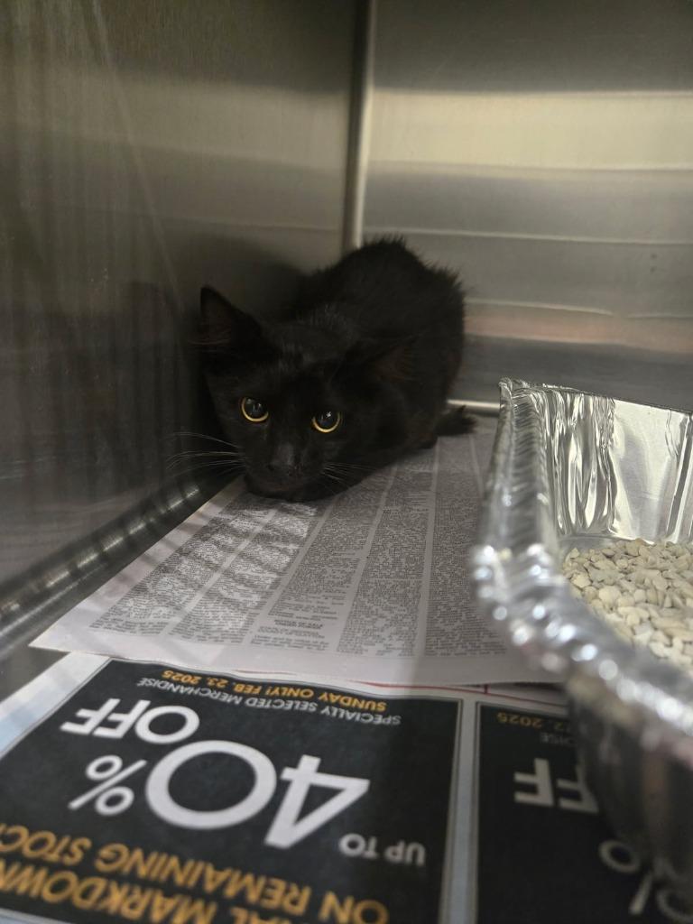 Enlarge 2025-06-255 *Charlie pride*, a Adopted mixed breed in Winder, GA image 1/1