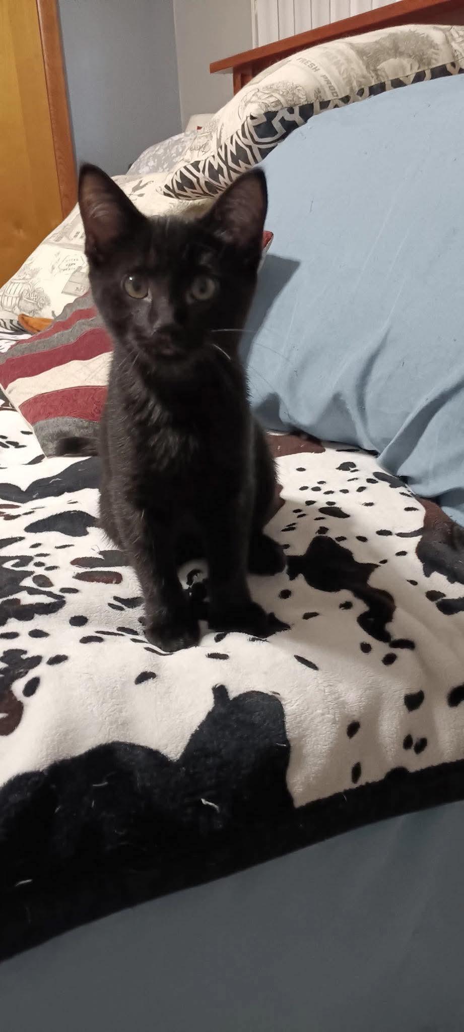 Gracie, an adoptable Domestic Short Hair in North Platte, NE, 69101 | Photo Image 1