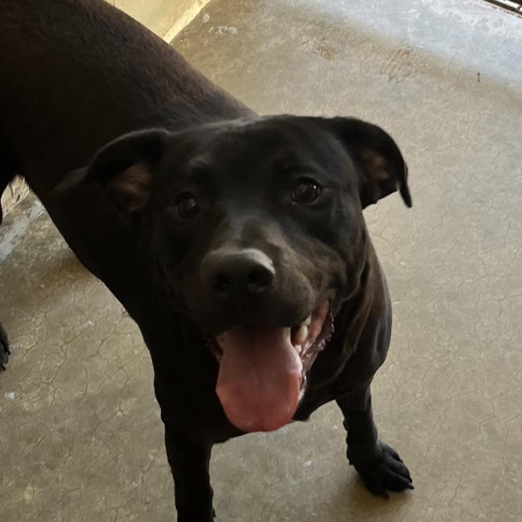 Enlarge Kairo, a Adoptable Mixed Breed in Franklin, NC image 1/1