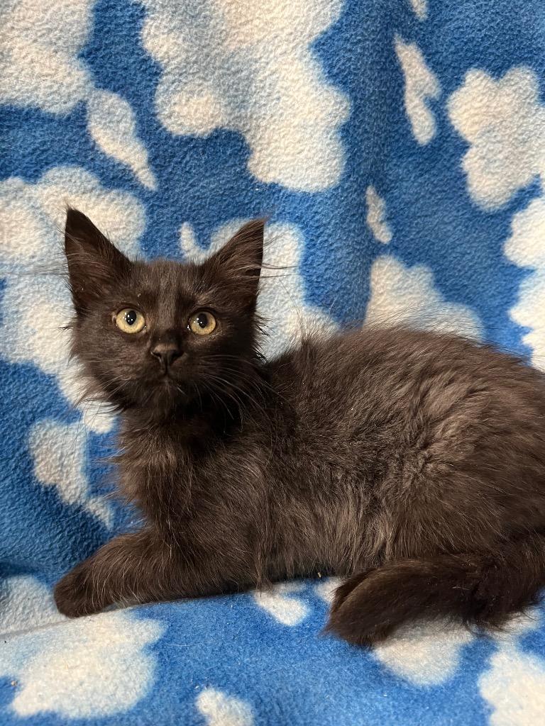 Enlarge Laxia, a Adopted mixed breed in Corpus Christi, TX image 1/1