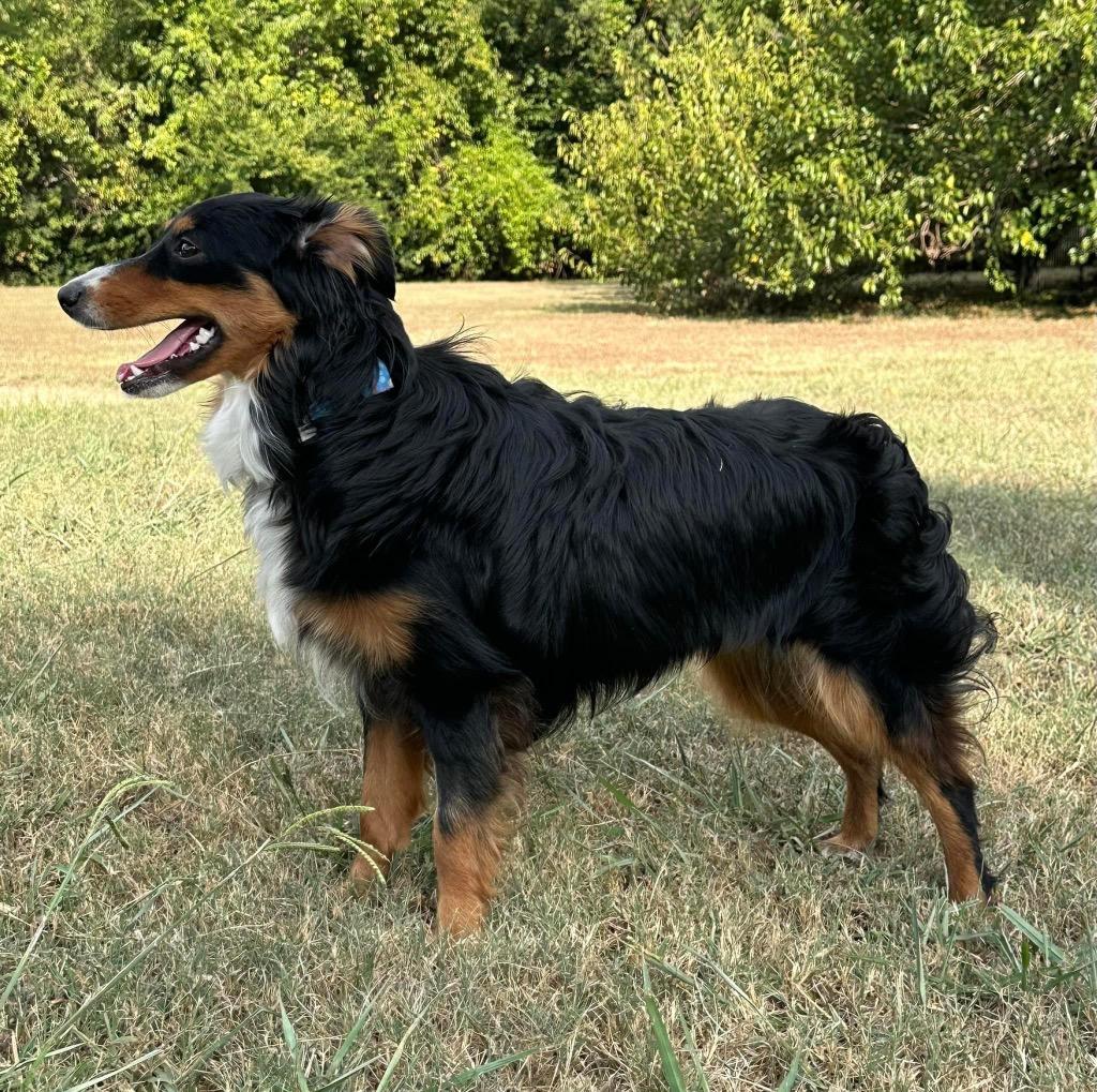 Honey Bee, a Adoptable Australian Shepherd in Claremore, OK image 1/5