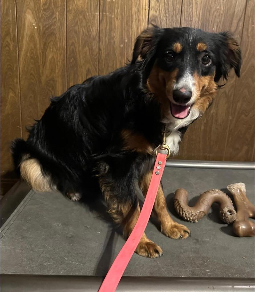 Honey Bee, a Adoptable Australian Shepherd in Claremore, OK image 2/5