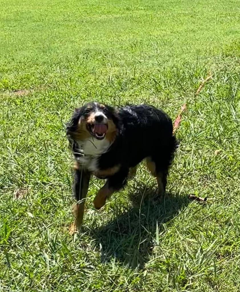 Honey Bee, a Adoptable Australian Shepherd in Claremore, OK image 3/5