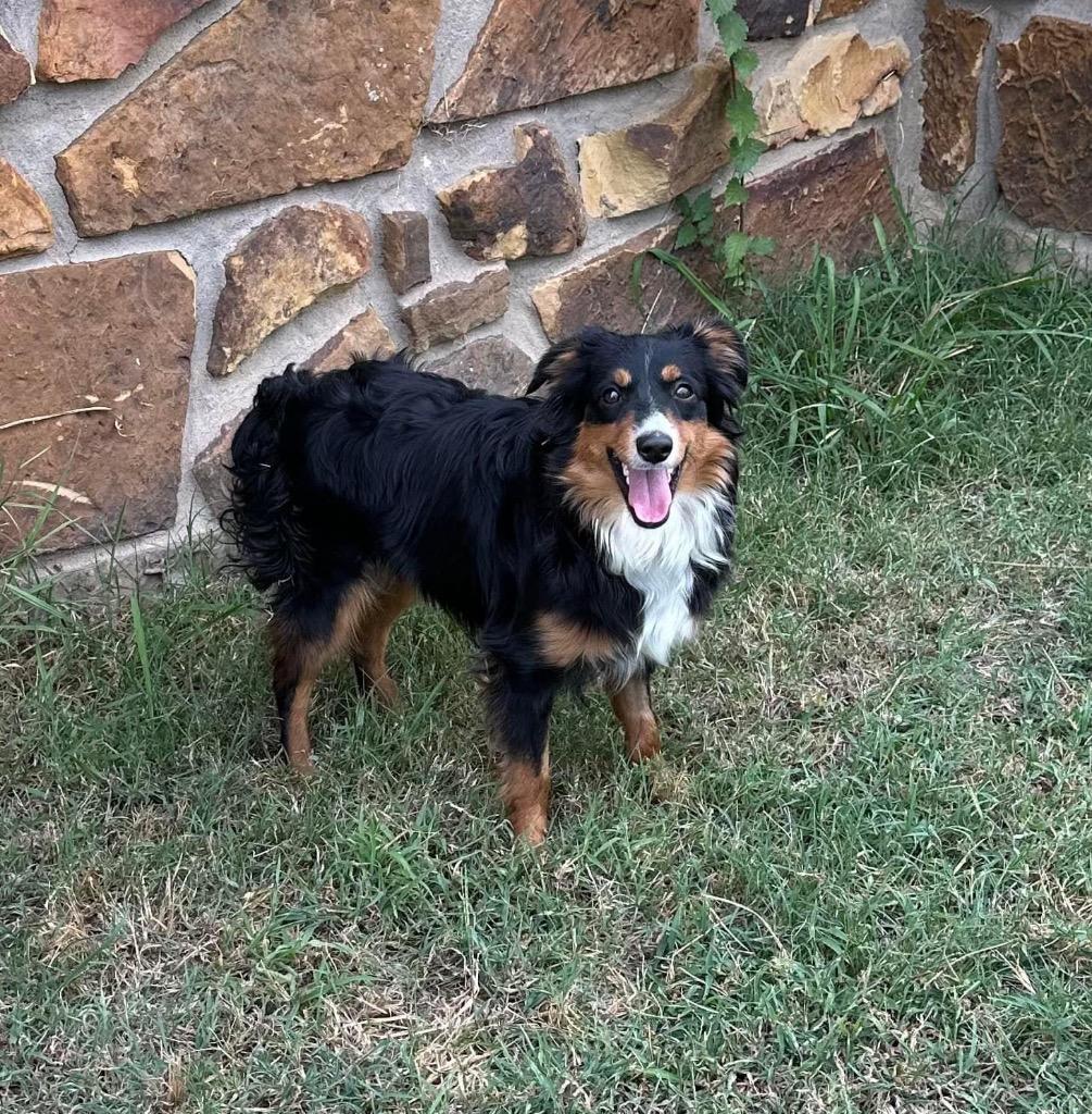 Honey Bee, a Adoptable Australian Shepherd in Claremore, OK image 4/5