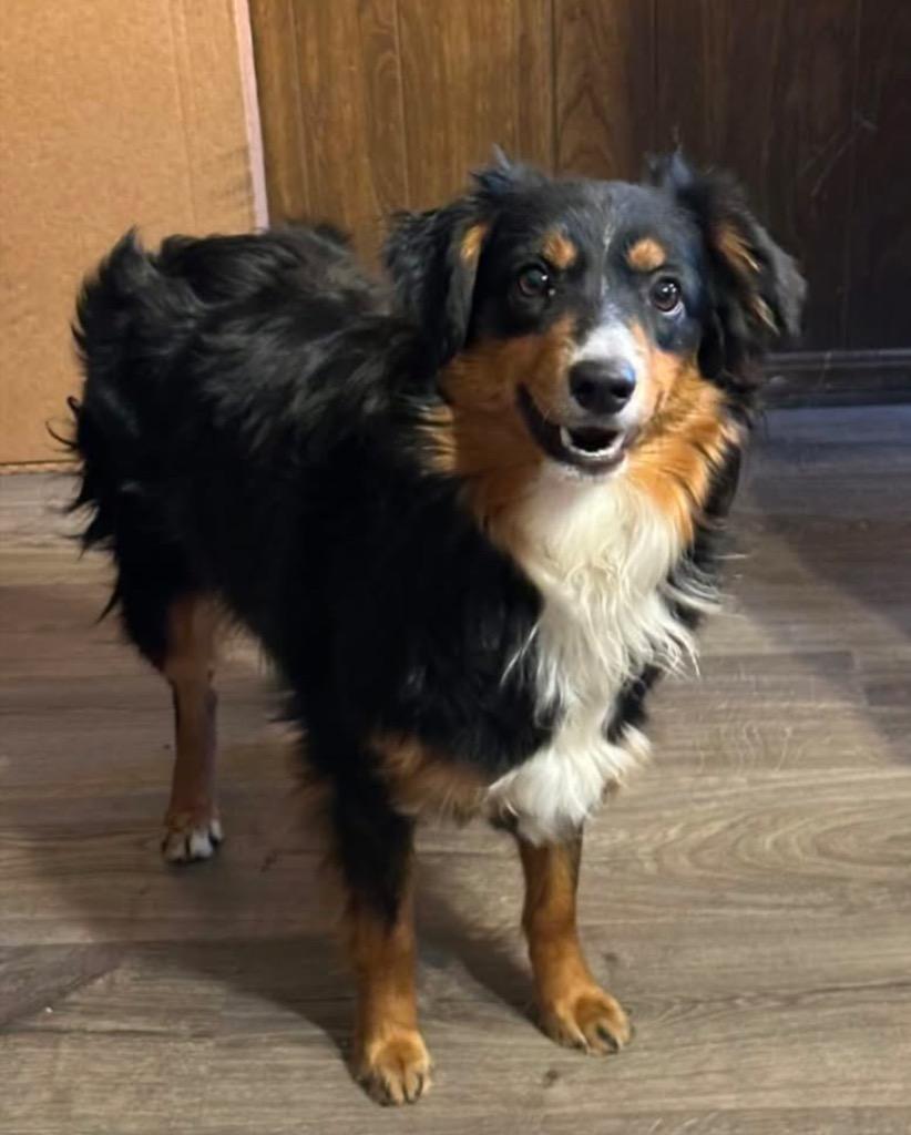 Honey Bee, a Adoptable Australian Shepherd in Claremore, OK image 5/5