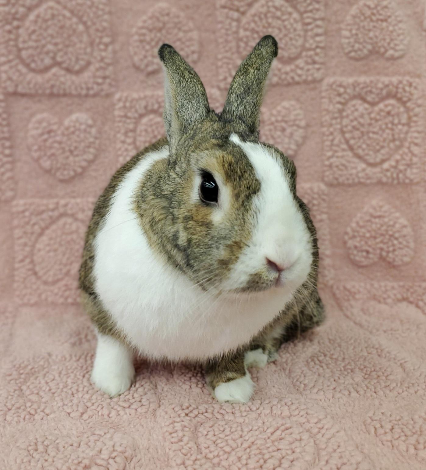 Feta, Adopted, Adult Male Dutch.