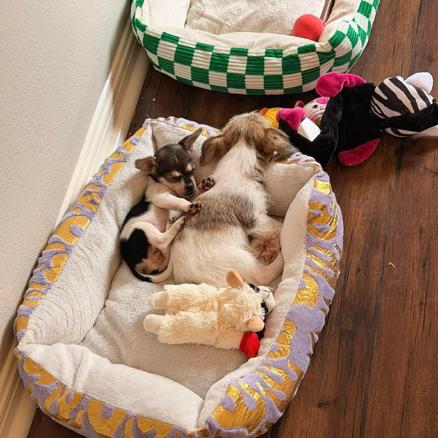 Rachel — thumbnail 2