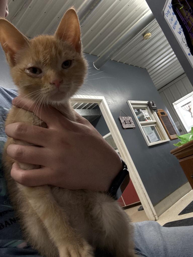 Penn, Adoptable, Young Male Domestic Short Hair.