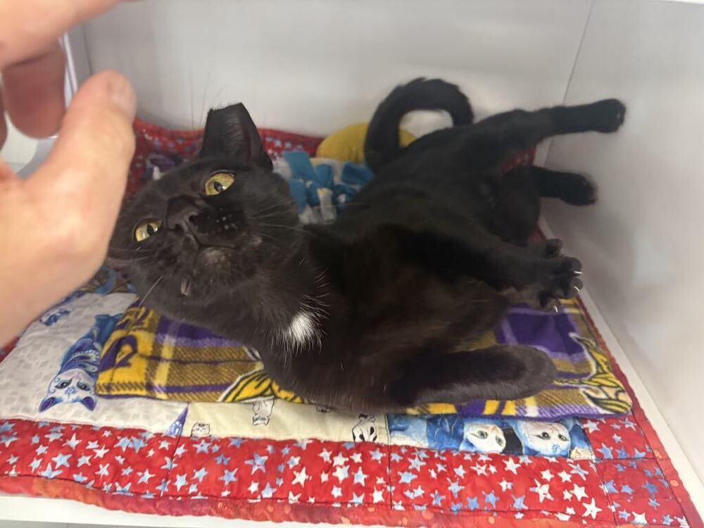 Maleficent, a Adoptable Domestic Short Hair in Plymouth, MN image 3/6