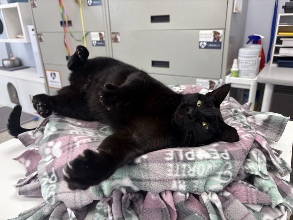 Maleficent, a Adoptable Domestic Short Hair in Plymouth, MN image 4/6