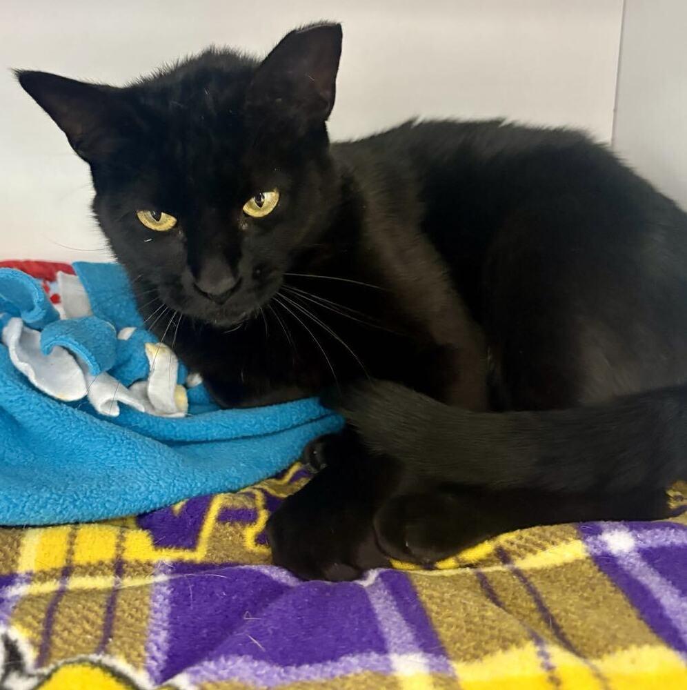 Maleficent, a Adoptable Domestic Short Hair in Plymouth, MN image 5/6