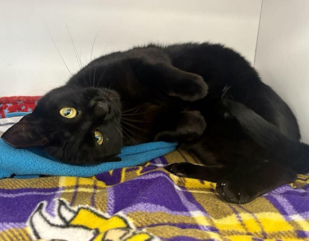 Maleficent, a Adoptable Domestic Short Hair in Plymouth, MN image 6/6