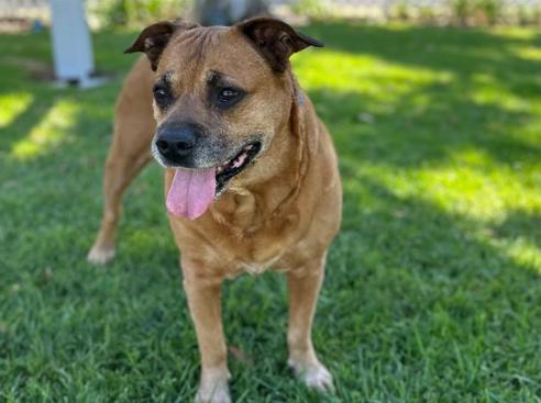 MAE MAE, Senior Female German Shepherd Dog