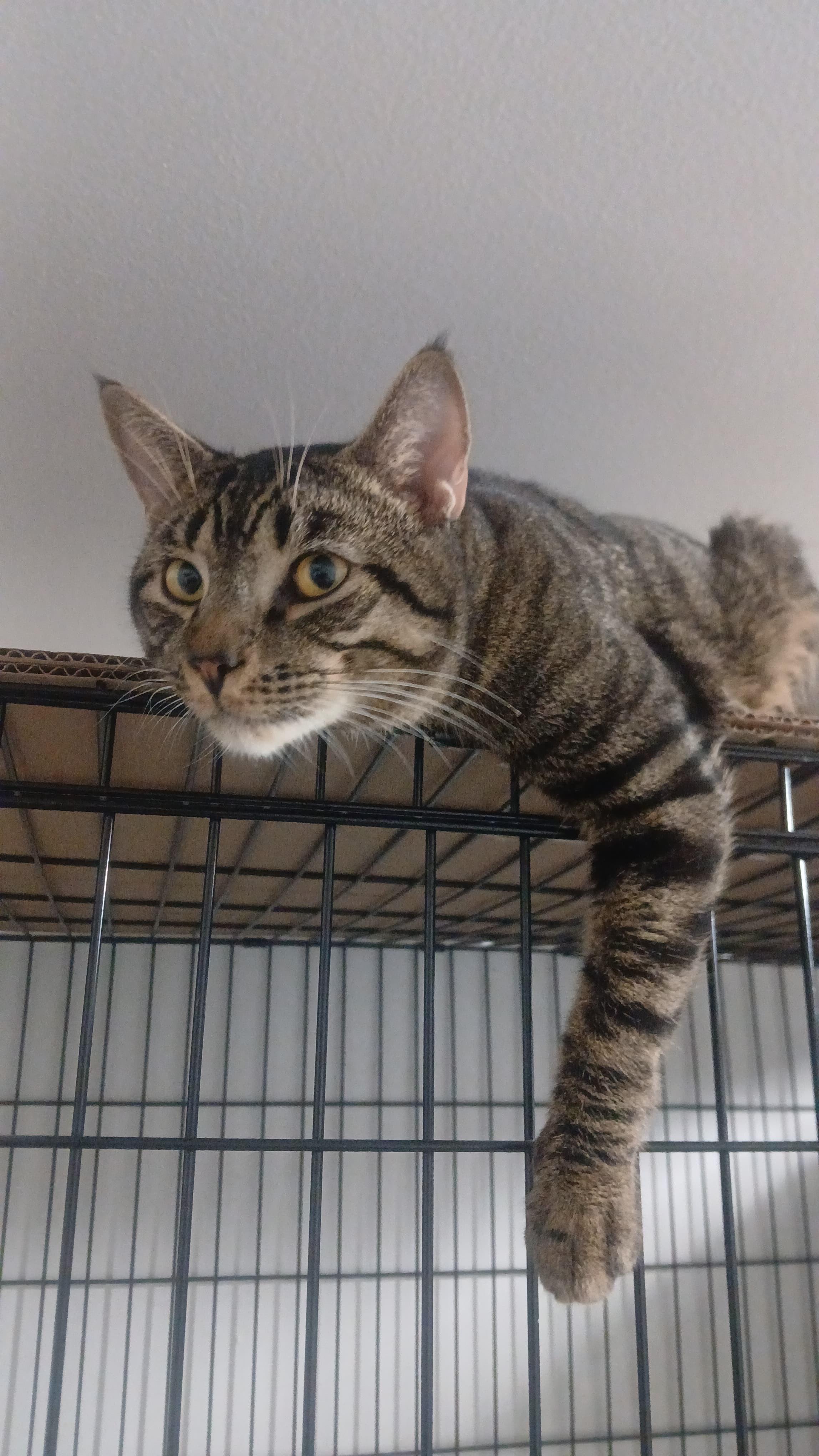 Orfeo *foster needed*, Adoptable, Young Male Domestic Short Hair & Tabby.