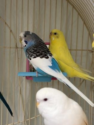 Enlarge Rosalina, a Adoptable Parakeet (Other) in Lowell, MA image 1/1