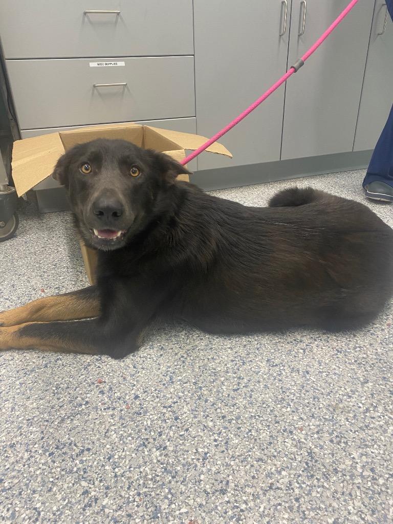 Enlarge Holly, a Adoptable mixed breed in Athens, TN image 1/2