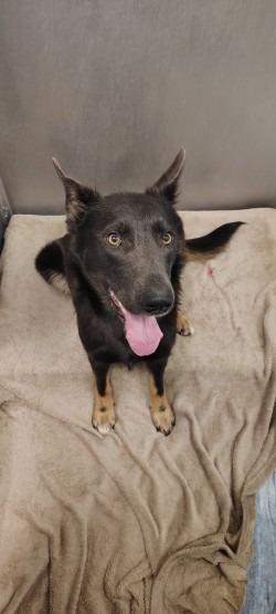 Enlarge Holly, a Adoptable mixed breed in Athens, TN image 2/2