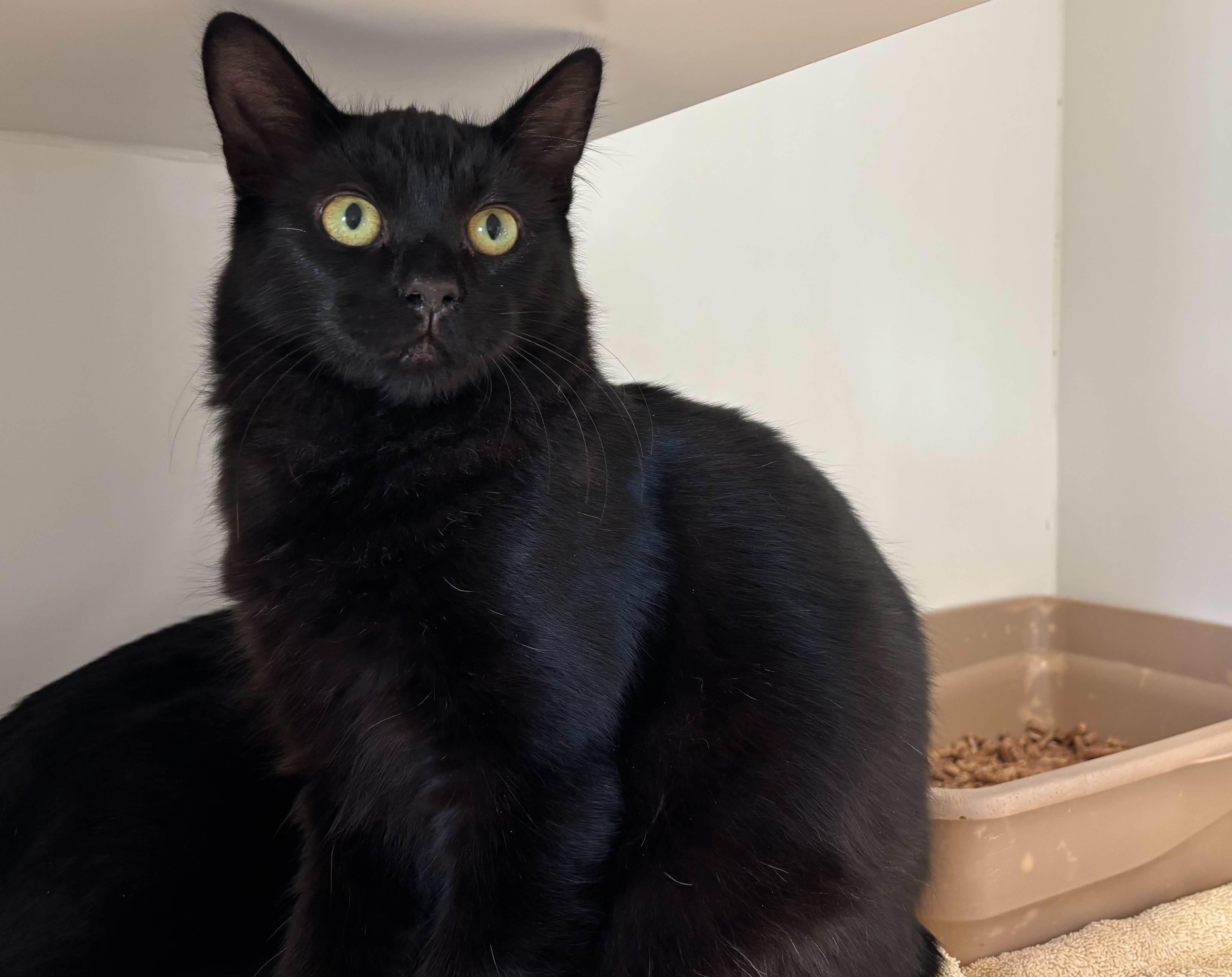 Enlarge Hidalgo, a Adoptable Domestic Short Hair in Grants Pass, OR image 1/1