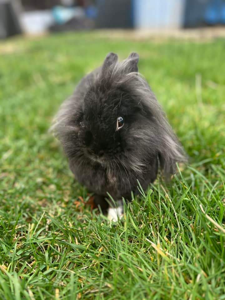 Posy, Adopted, Young Female Lionhead.