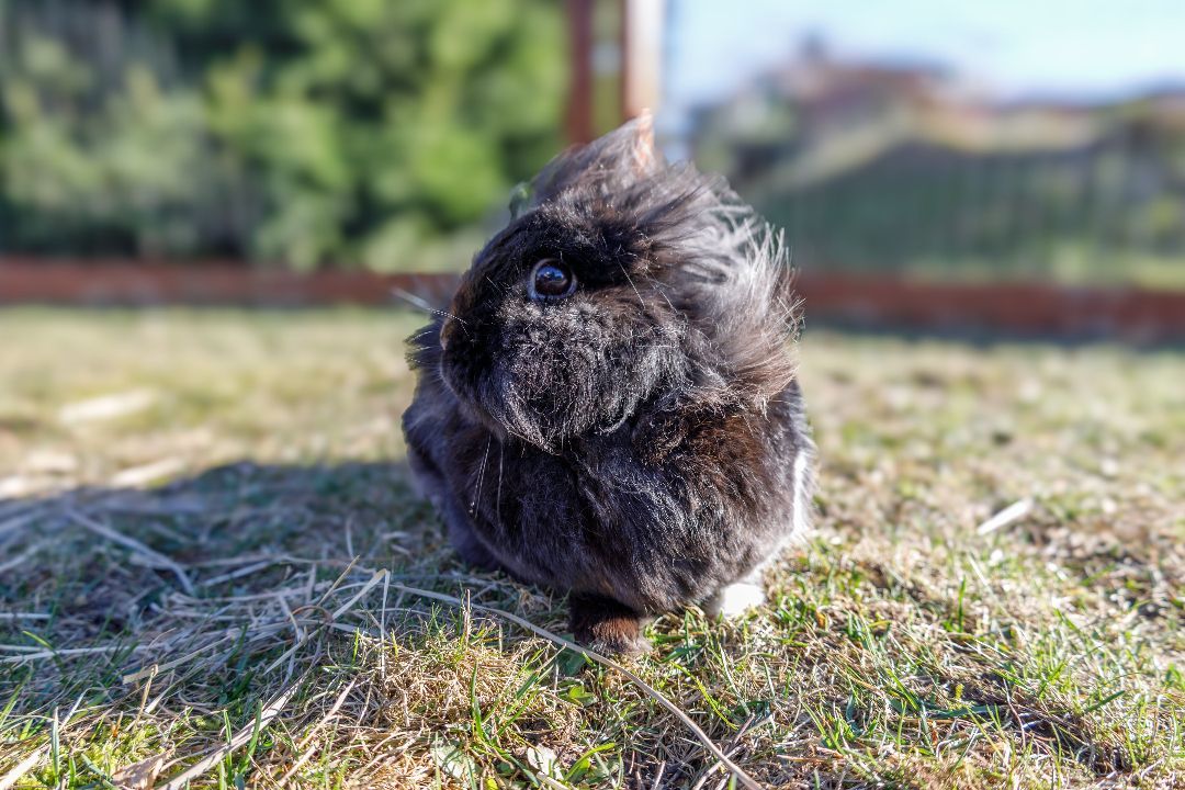 Posy, a Adopted Lionhead in Ferndale, WA image 2/2
