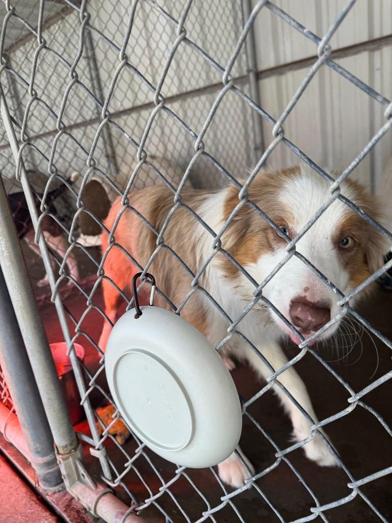 Enlarge Hippy, a Adoptable Australian Cattle Dog / Blue Heeler in Ada, OK image 1/4