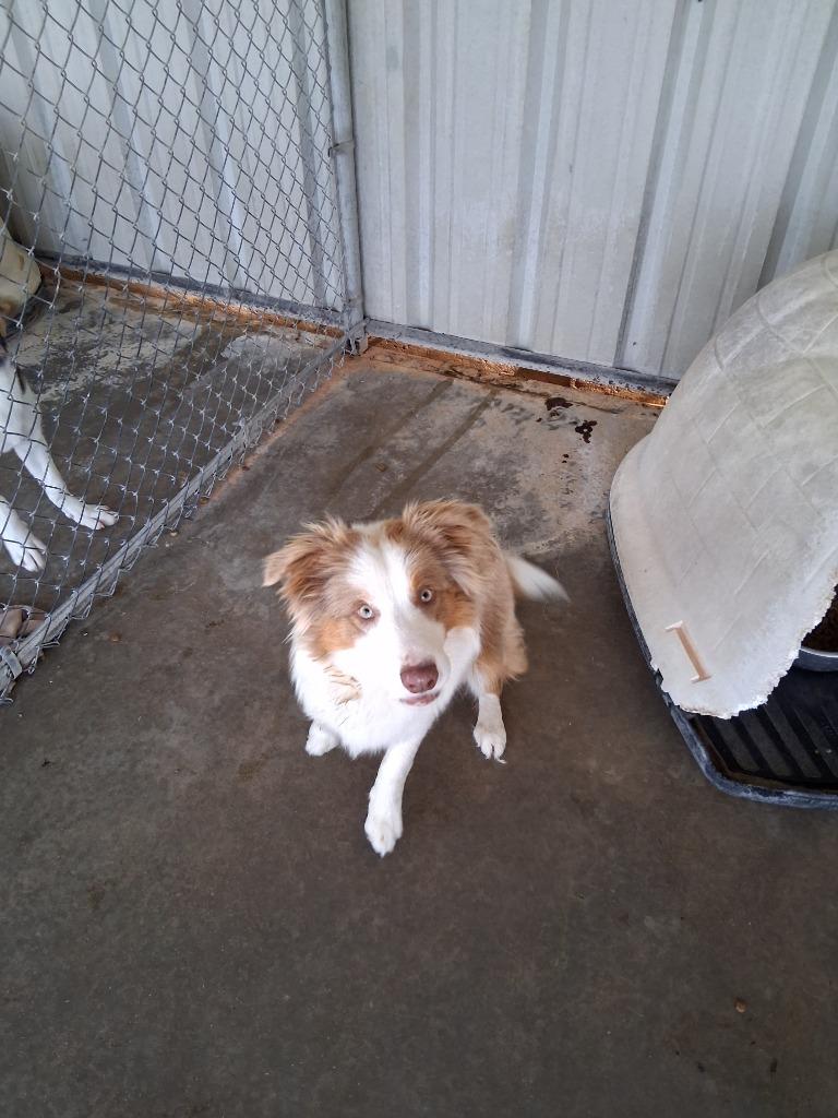 Enlarge Hippy, a Adoptable Australian Cattle Dog / Blue Heeler in Ada, OK image 2/4