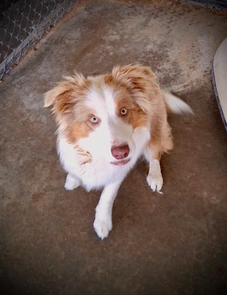 Enlarge Hippy, a Adoptable Australian Cattle Dog / Blue Heeler in Ada, OK image 3/4
