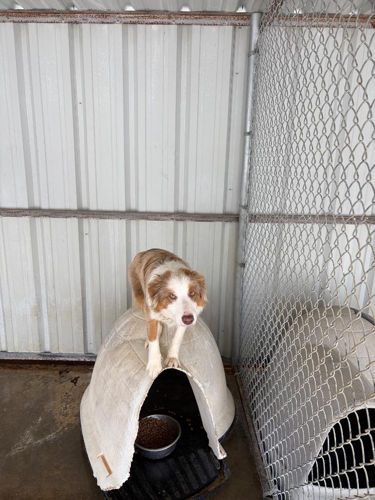 Enlarge Hippy, a Adoptable Australian Cattle Dog / Blue Heeler in Ada, OK image 4/4