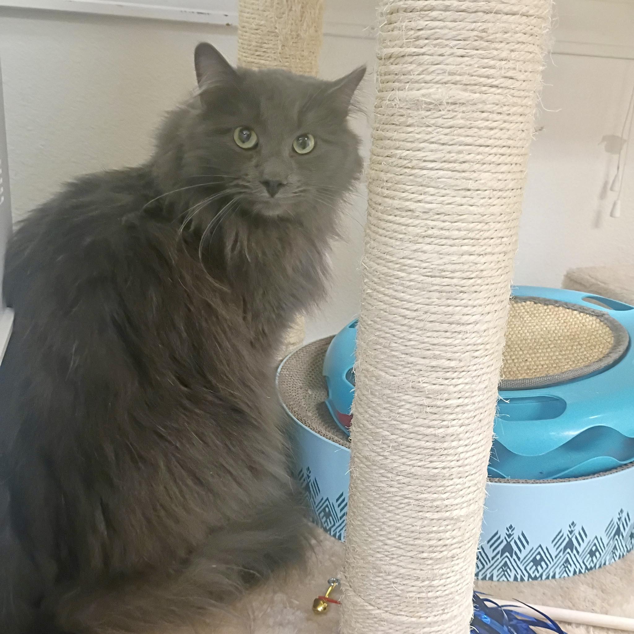 Enlarge Mr. Gray, a Adoptable Domestic Long Hair in Pocatello, ID image 2/4