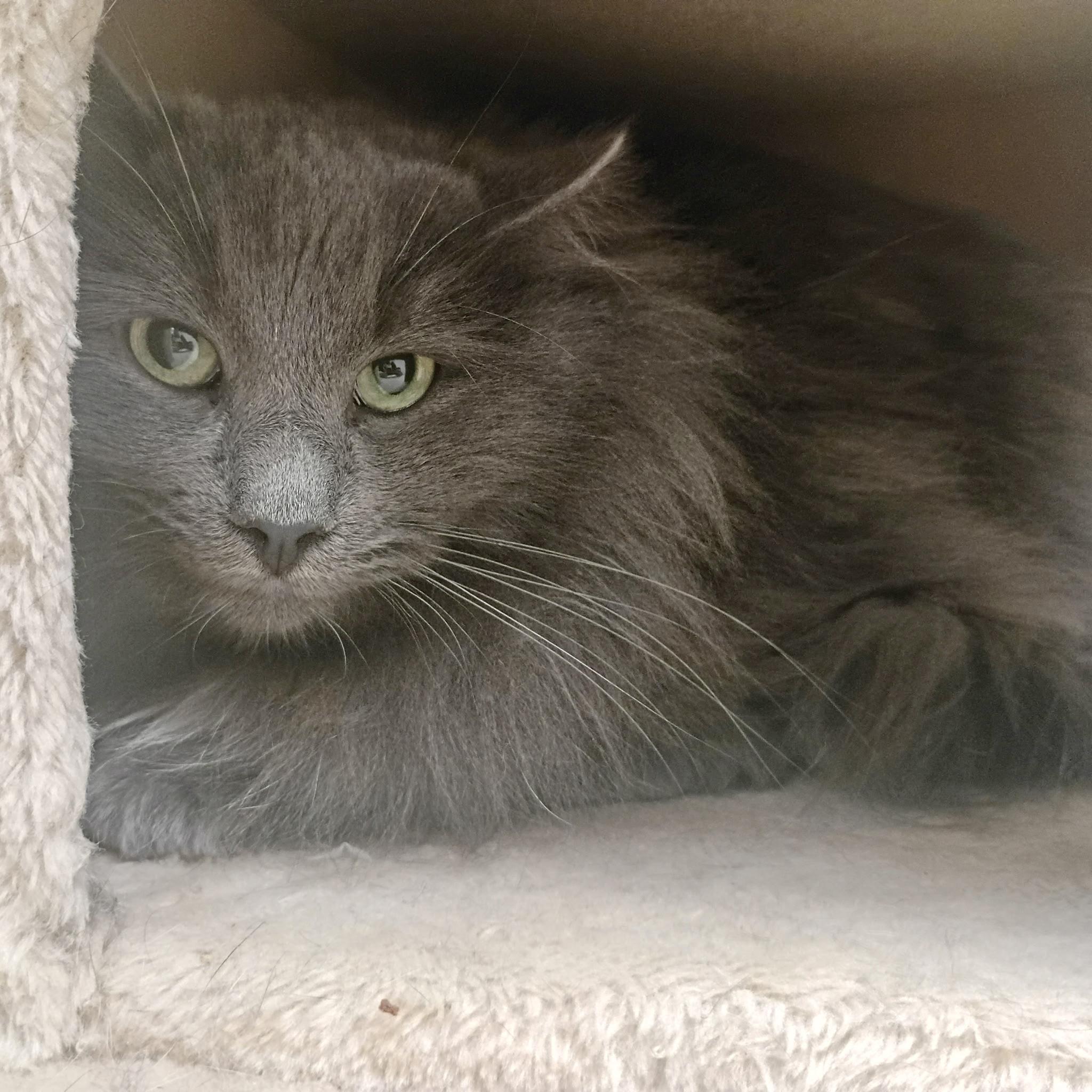 Enlarge Mr. Gray, a Adoptable Domestic Long Hair in Pocatello, ID image 3/4