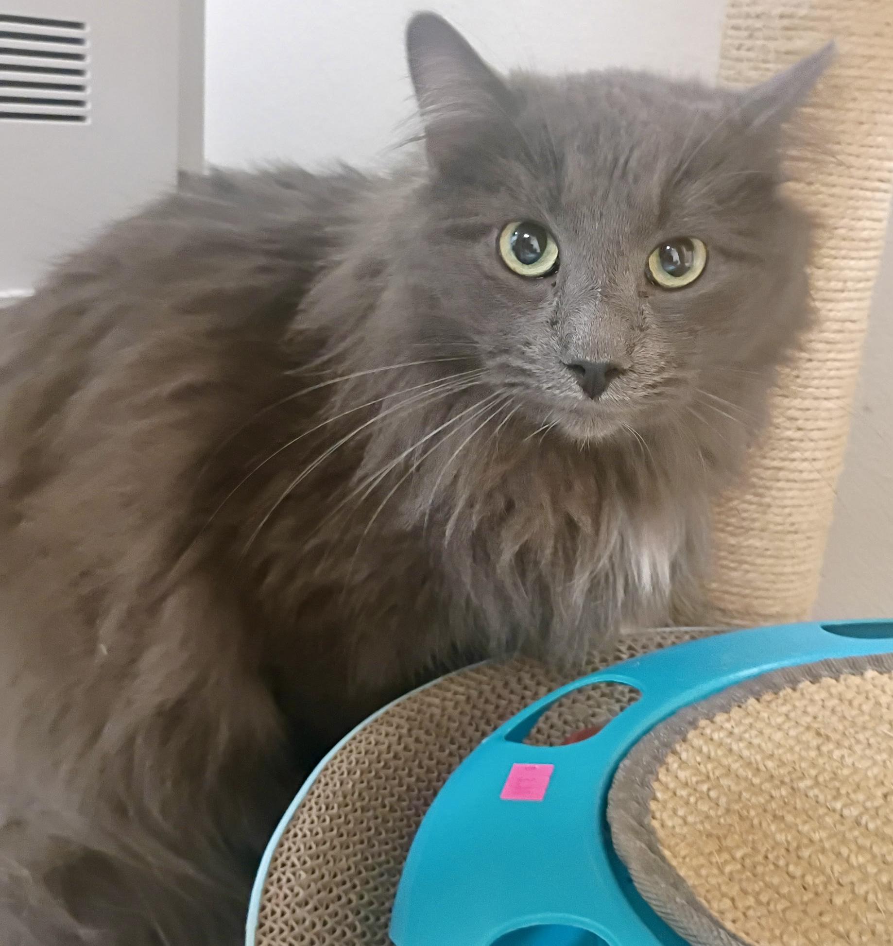 Enlarge Mr. Gray, a Adoptable Domestic Long Hair in Pocatello, ID image 1/4