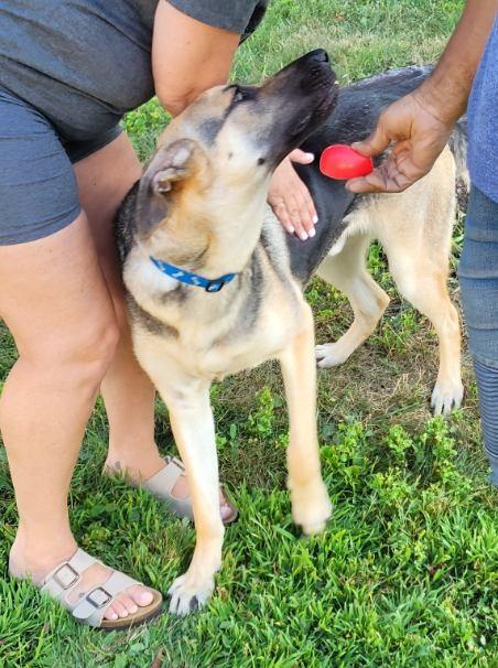 Enlarge Asher, an adoptable mixed breed in Lebanon, NJ image 5/5