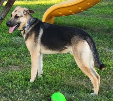 Enlarge Asher, an adoptable mixed breed in Lebanon, NJ image 4/5