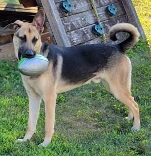 Enlarge Asher, an adoptable mixed breed in Lebanon, NJ image 3/5