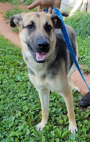 Enlarge Asher, an adoptable mixed breed in Lebanon, NJ image 2/5