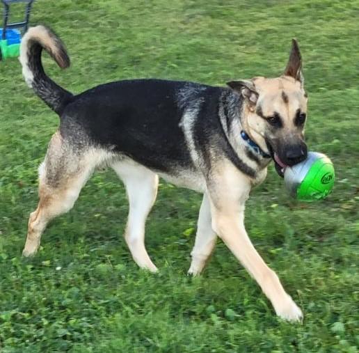Asher, adoptable, Adult Male German Shepherd Dog.