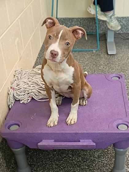 Enlarge Pasta, a Adoptable mixed breed in Westland, MI image 1/3